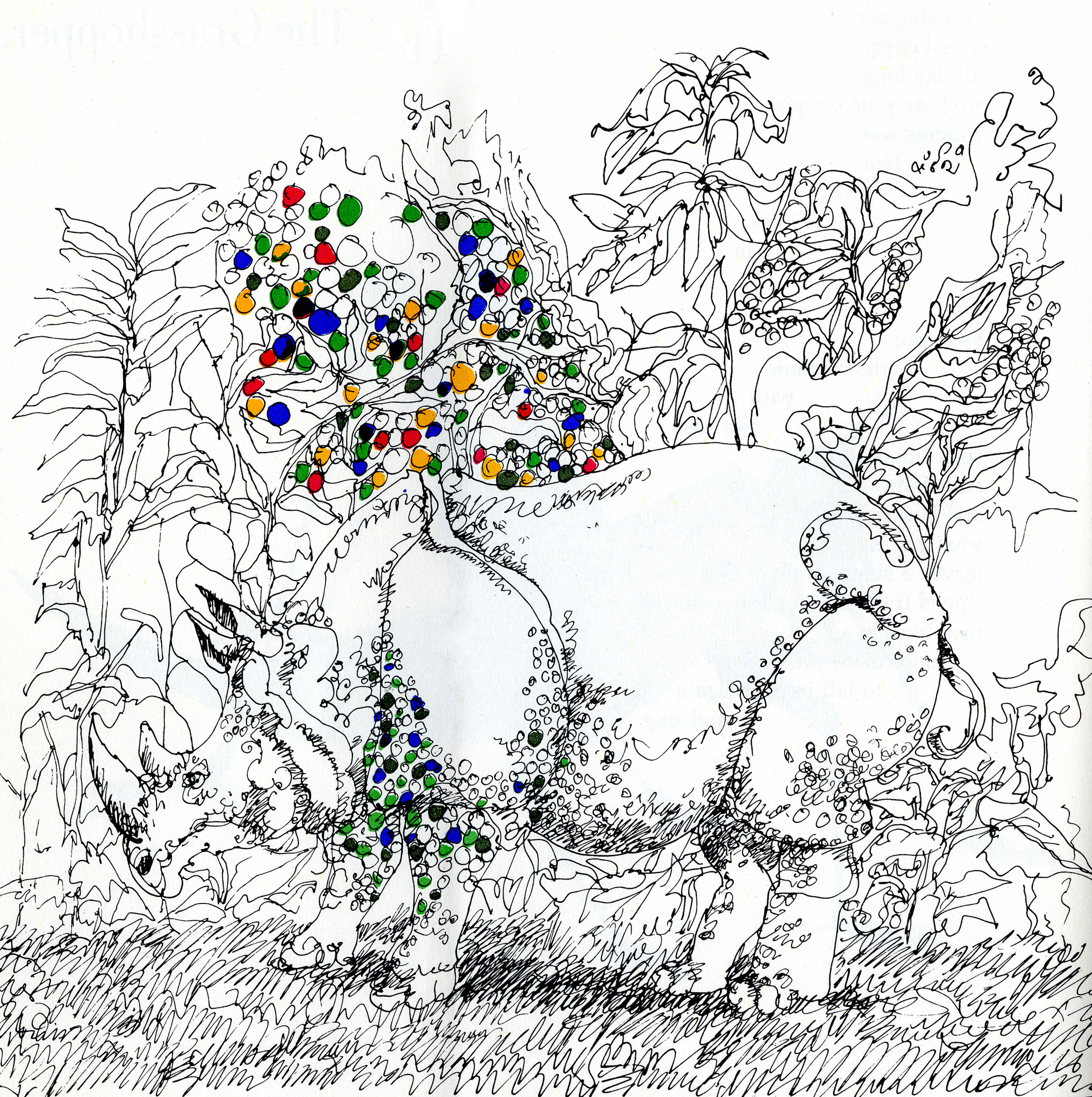 Rhinocerous